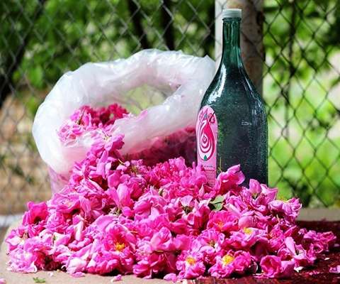 تصویر 4 از گلاب داراب با عطری عالی و غلظت بالا